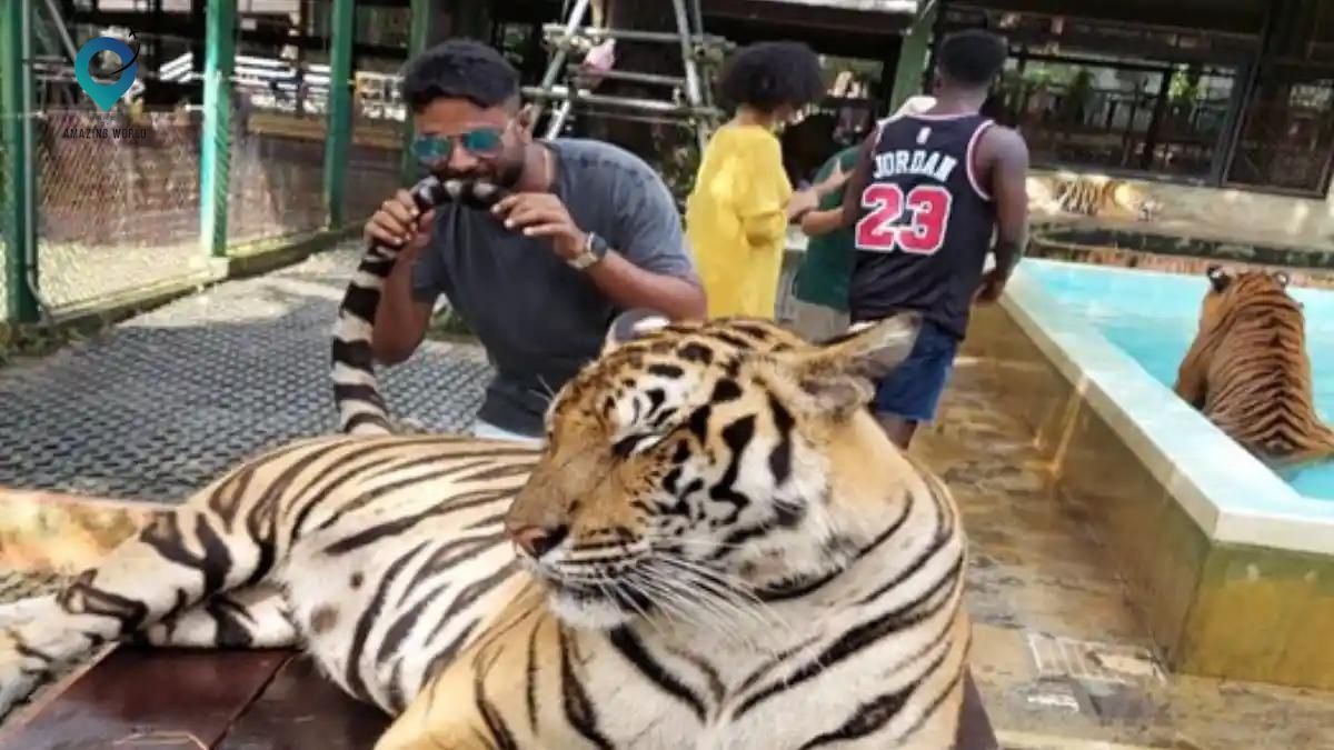 Visit tiger kingdom Zoo in Phuket with family |Thailand - Amazingworld