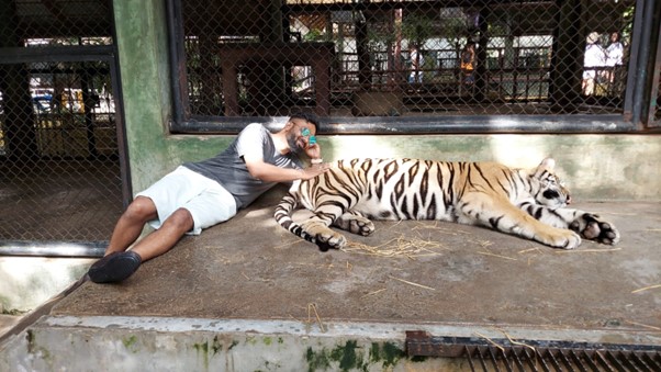 Tiger Zoo