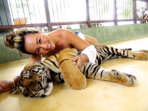  tiger-kingdom-Zoo-in-Phuket