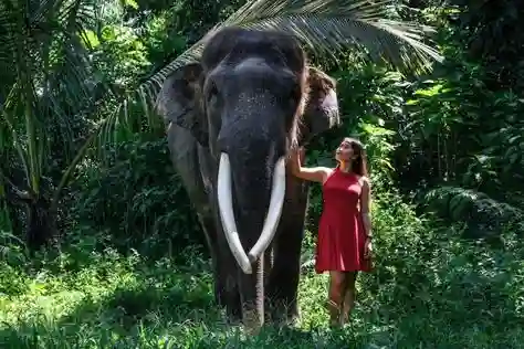 Elephant-Safari-Park-Lodge-Bali 
