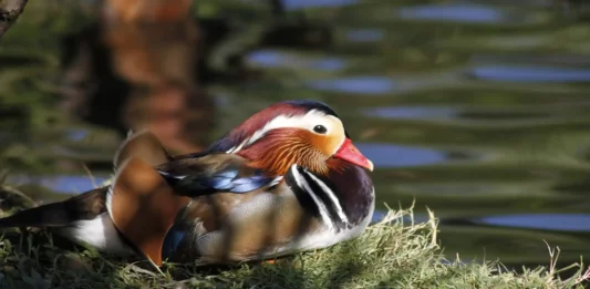 Bali-Bird-Park
