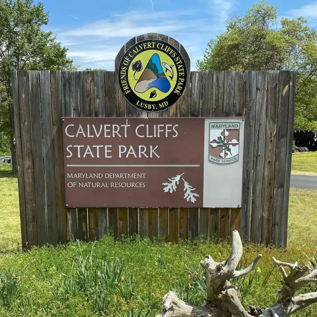 Calvert-Cliffs-State-Park