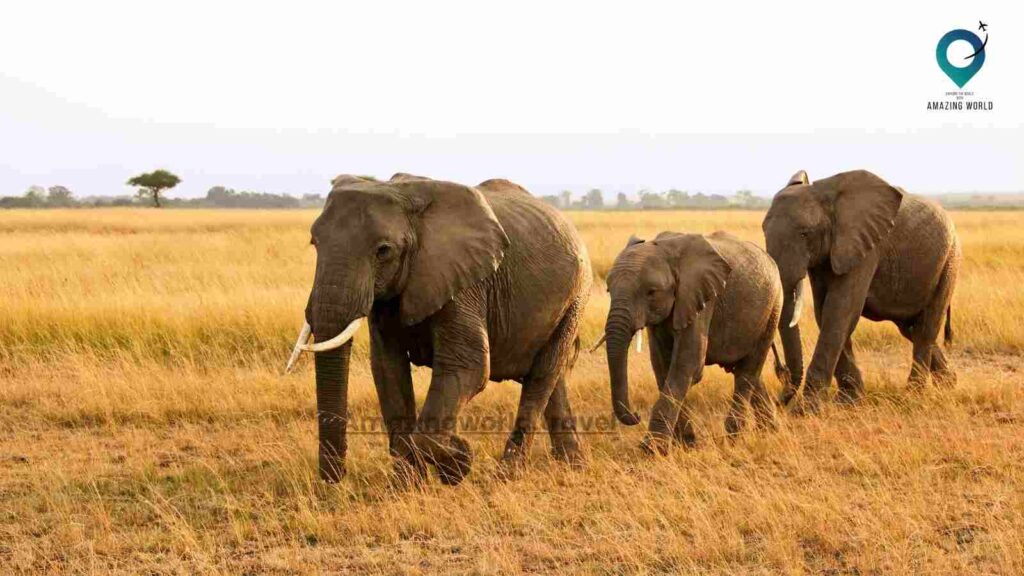 Masai-Mara