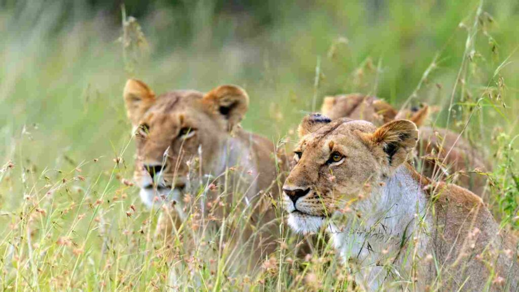 Masai-Mara