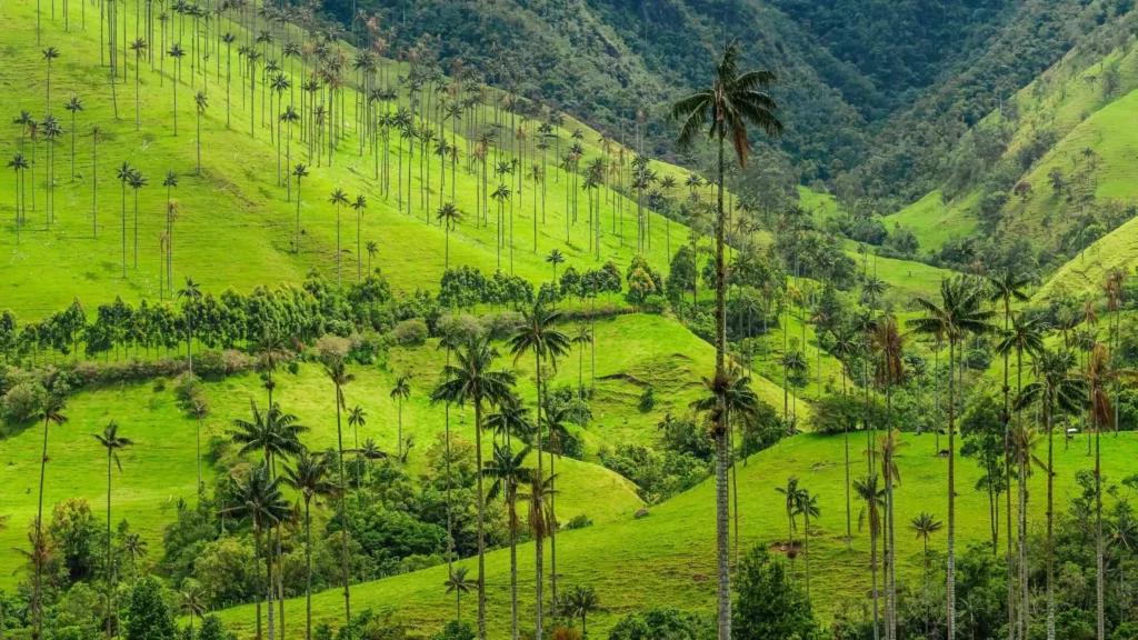 Cocora-Valley