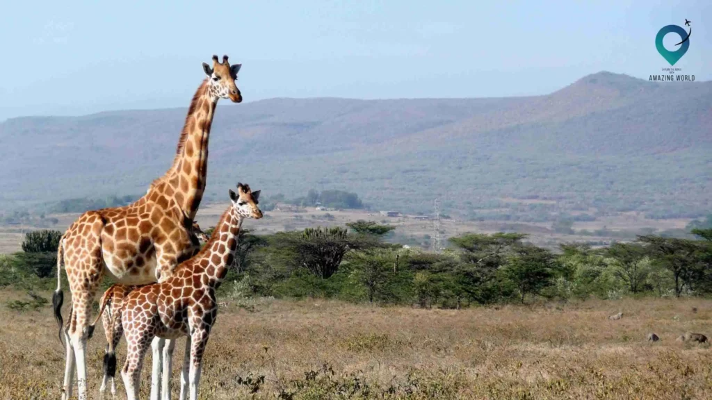 Safari-in-Kenya