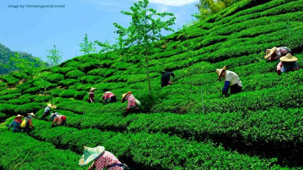 Tea Gardens