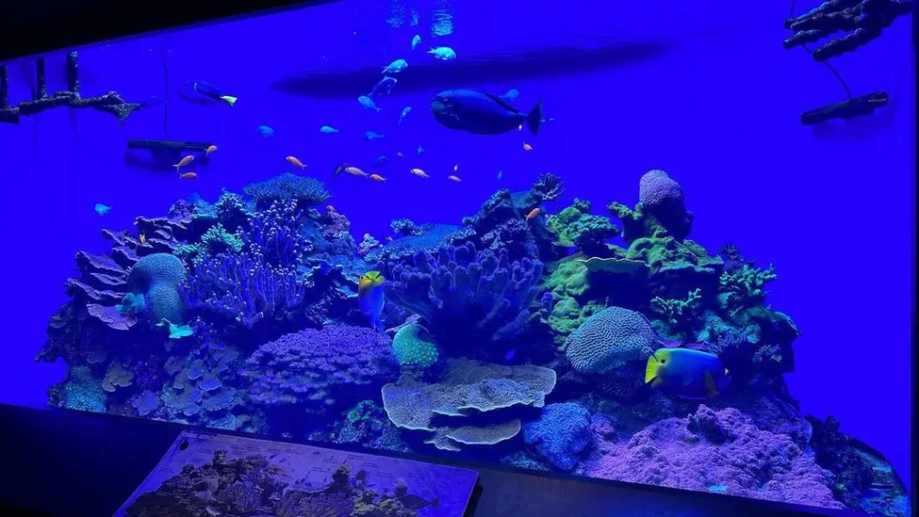 Birch-Aquarium