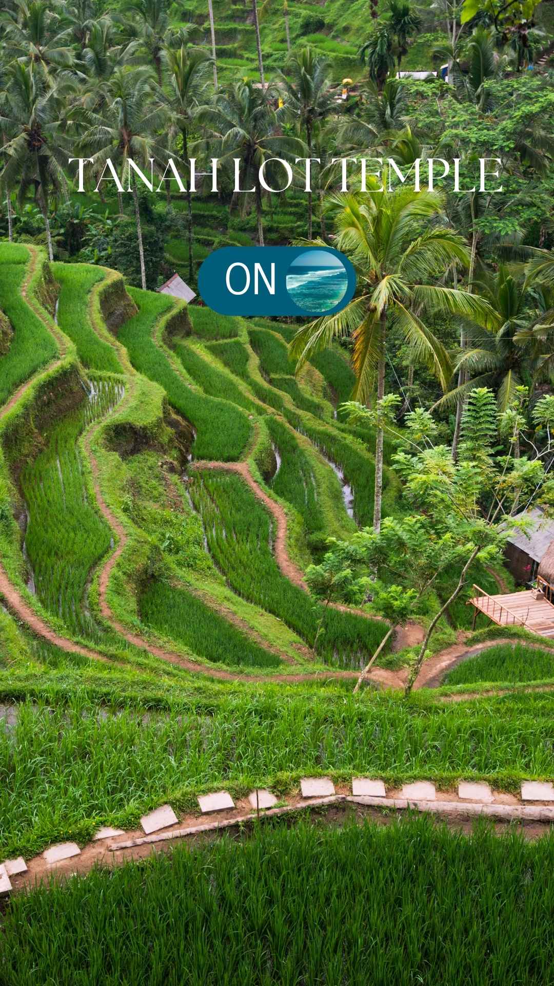 Ubud and the Rice Fields