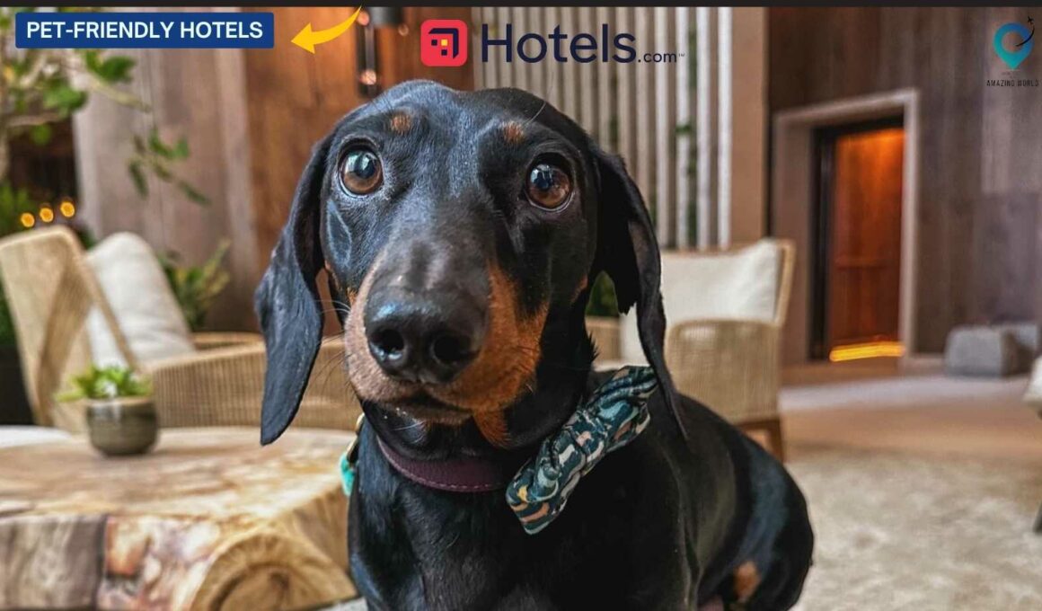 Pet-Friendly-Hotels