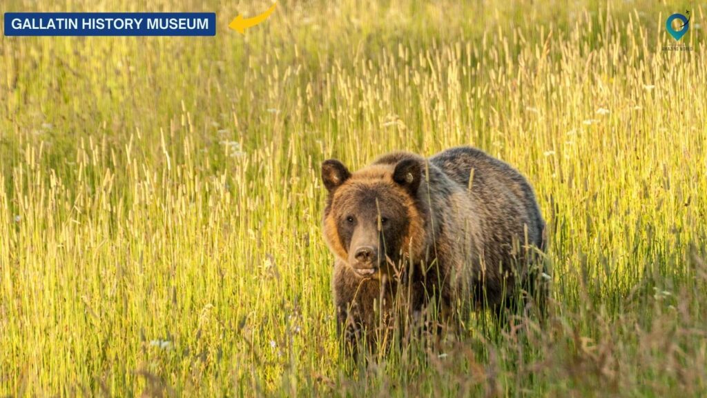 Montana Grizzly Encounter 