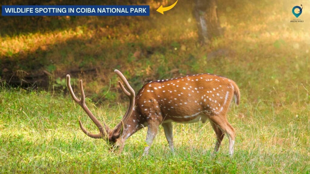 Wildlife Spotting in Coiba National Park