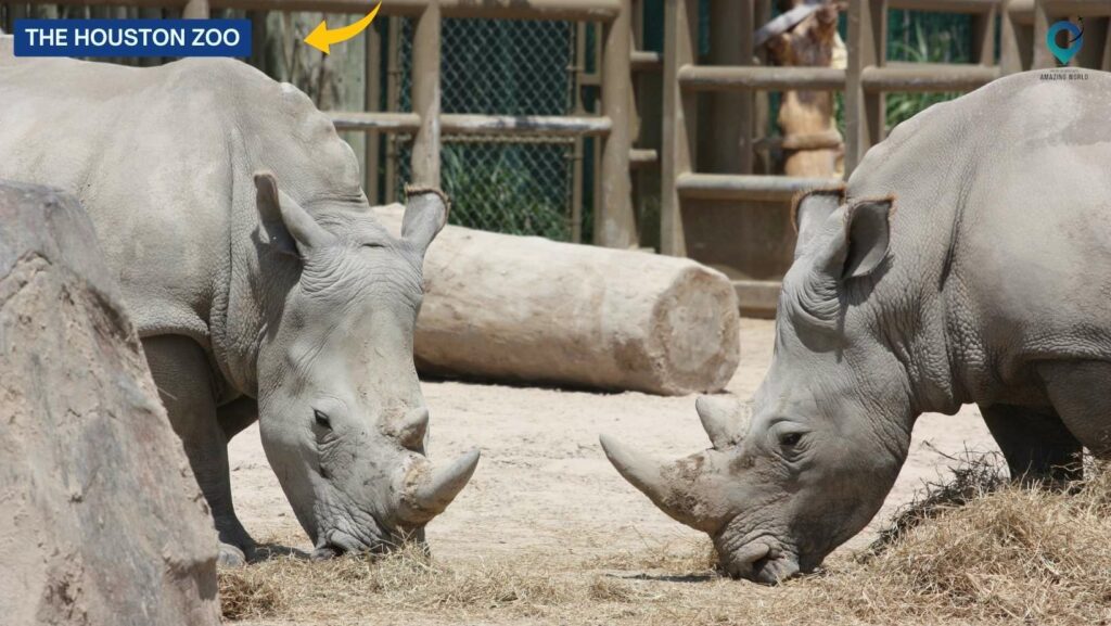 The Houston Zoo